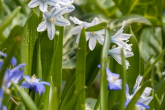 Schalke-Blümchen; Botanischer Garten Bochum 2016