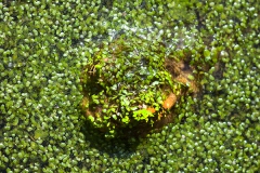 Abgetaucht, Botanischer Garten Bochum 2016