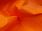orange (c) Caroline Henkes