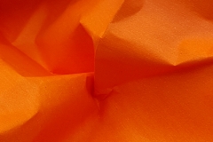 orange (c) Caroline Henkes