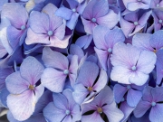 Muster (c) Christiane Wiesemann, Hortensie