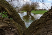 Spaziergang in den Rheinauen