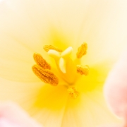 Tulpen daheim