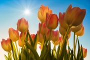 Tulpen daheim