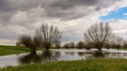 Spaziergang in den Rheinauen