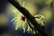 Hamamelis, Vorgarten