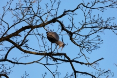 Graureiher, Wupper in Sonnborn