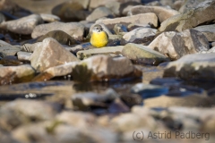 Gebirgsstelze - an der Wupper in Sonnborn
