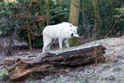 Polarwolf