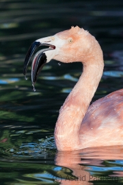 Chile Flamingo