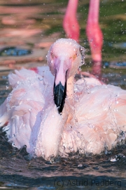 Chile Flamingo