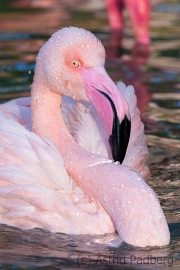 Chile Flamingo