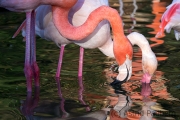 Chile Flamingo