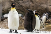 Familie Königspinguin