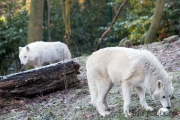 Polarwolf