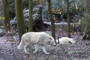 Polarwolf