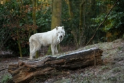 Polarwolf