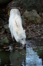 Polarwolf