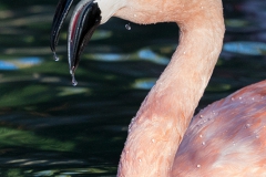 Chile Flamingo