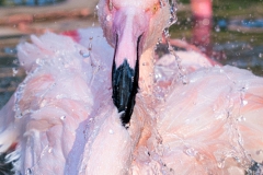 Chile Flamingo