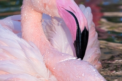 Chile Flamingo