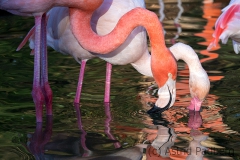 Chile Flamingo
