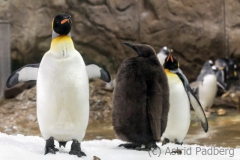 Familie Königspinguin