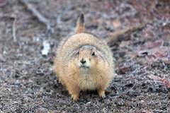 Schwarzschwanz-Präriehund