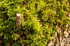 Grün (c) Detlef Buxmann