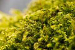 Grün (c) Detlef Buxmann