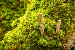 Grün (c) Detlef Buxmann