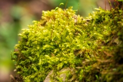 Grün (c) Detlef Buxmann