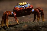 Feeding Sally lightfoot crab