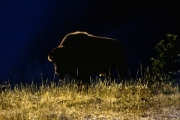 Buffalo