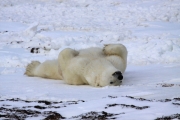 Eisbär