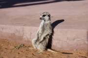 Toffie