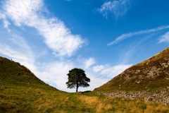 Robin Hood's Tree