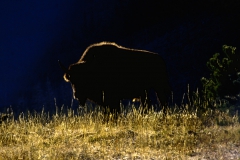 Buffalo