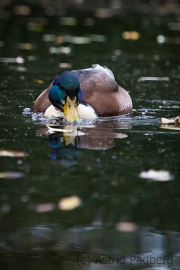Düsseldorf Südpark im Herbst