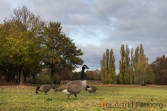 Düsseldorf Südpark im Herbst
