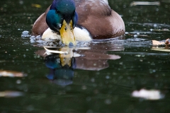 Düsseldorf Südpark im Herbst