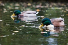 Düsseldorf Südpark im Herbst