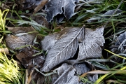 Eingefroren
