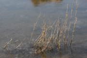 Eingefroren
