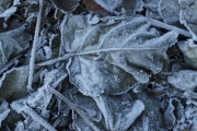 Eingefroren