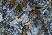 Eingefroren