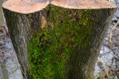 Erde (c) Detlef Buxmann