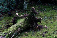 Erde (c) Peter Taubert