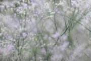 Lensbaby Velvet 85 mm (130 mm) (c) Andrea Hermann