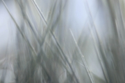 Lensbaby Velvet 85 mm (130 mm) (c) Andrea Hermann